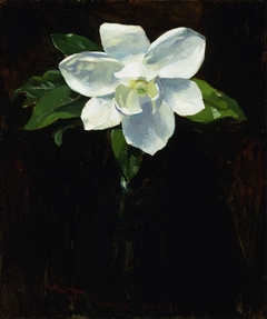 Magnolia by Charles Walter Stetson