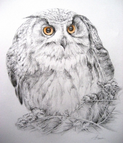 owl/illustration by Araceli Requena