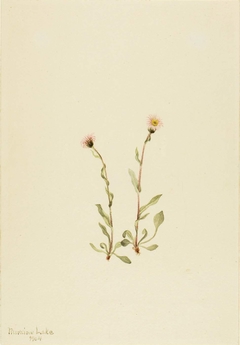 Pink Fleabane (Erigeron jucundus) by Mary Vaux Walcott