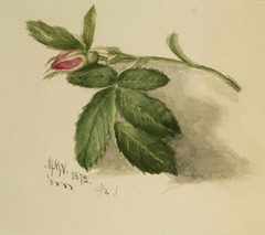 Rosebud by Mary Vaux Walcott