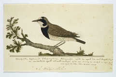 Schaapwachter (Oenanthe pileata) by Robert Jacob Gordon