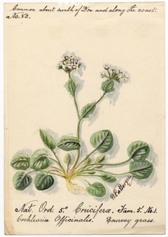 Scurvey grass (Cochlearia officinalis) - William Catto - ABDAG016245 by William Catto