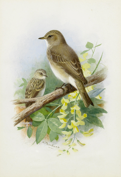 Spotted Flycatchers. by Archibald Thorburn