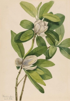 Swamp Magnolia (Magnolia virginiana) by Mary Vaux Walcott