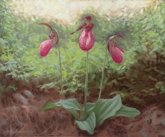 The Three Graces - Lady Slipper by Niklas Szuhodovszky