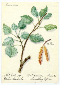 Trembling Poplar (Populus tremula) - William Catto - ABDAG016080 by William Catto