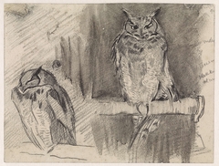 Twee studies van een uil by Jan van Essen