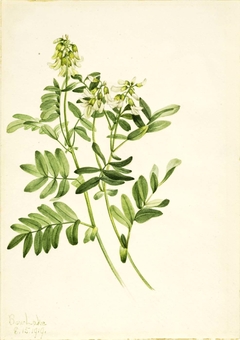 Untitled--Plant Study by Mary Vaux Walcott