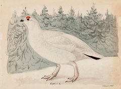 Willow Ptarmigan by Magnus von Wright