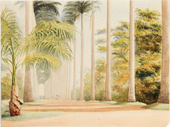 Avenue of Palms. Botanical Gardens. Rio de Janeiro by Anonymous