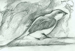 Bird Sketch 2 by Janet Jaffke