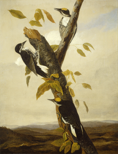 Black-Backed Three-Toed Woodpecker by Joseph Bartholomew Kidd