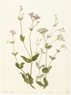 Bladder Senna and Sticky Catchfly by Herman Saftleven