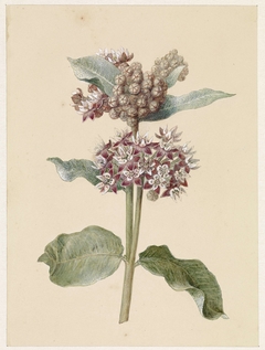 Bloeiende Asclepias species by Jan Jacob Goteling Vinnis
