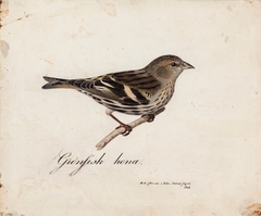 Eurasian Siskin, Female by Magnus von Wright