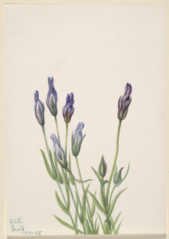 Gentian (Gentiana macounii) by Mary Vaux Walcott