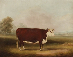 Hereford Cow by William Henry Davis