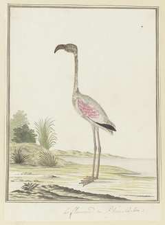 Kleine flamingo (Phoeniconaias minor) by Robert Jacob Gordon