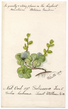 Least Willow (Salix herbacea) - William Catto - ABDAG016079 by William Catto