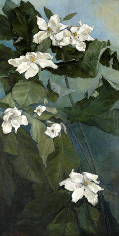 Magnolia Macrophylla by Ida Jolly Crawley