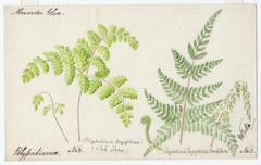 Oak Fern and Beech Fern - William Catto - ABDAG016008 by William Catto