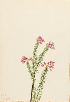 Pink Mountain Heather (Phyllodoce empetriformis) by Mary Vaux Walcott