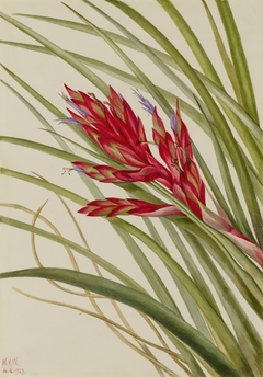 Quill-Leaf Tillandsia (Tillandsia fasciculata) by Mary Vaux Walcott