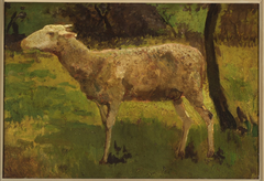 Schaap. by Hippolyte Boulenger