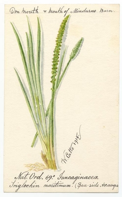 Sea-side Arrow grass (Triglochin maritima) - William Catto - ABDAG016216 by William Catto