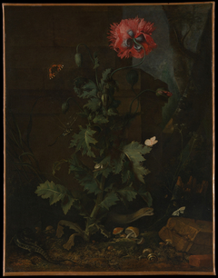 Still Life with Poppy, Insects, and Reptiles by Otto Marseus van Schrieck