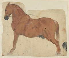 Study of a Chestnut Horse by anonymous painter