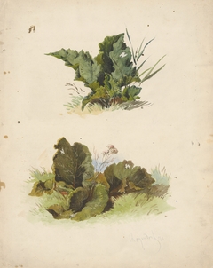 Study of Broadleaved Plants by Friedrich Carl von Scheidlin