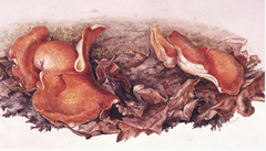 Study of orange fungi (Aleuria aurantia) growing amongst fallen leaves by Beatrix Potter