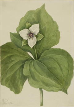 Wax Trillium (Trillium album) by Mary Vaux Walcott