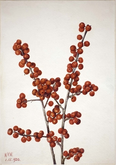 Winterberry (Ilex verticillata) by Mary Vaux Walcott