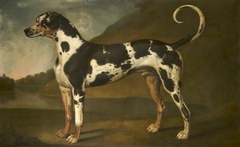 A Great Dane, called 'Turpin' by Thomas Stringer