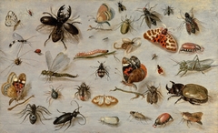 A Study of Butterflies, Moths, Spiders, and Insects by Jan van Kessel the Elder