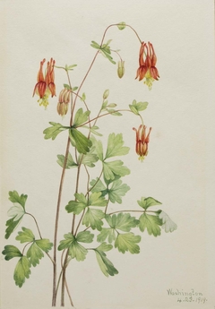 American Columbine (Aquilegia canadensis) by Mary Vaux Walcott