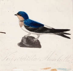 Barn Swallow by Ferdinand von Wright