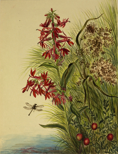 Cardinal Flower (Lobelia cardinalis) by Mary Vaux Walcott