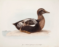 Common Eider, Old Male in Summer by Magnus von Wright