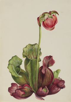 Common Pitcherplant (Sarracenia purpurea venosa) by Mary Vaux Walcott