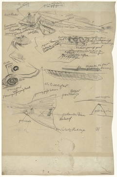 Detailstudies van een poon, met kleurnotities by Gerrit Willem Dijsselhof