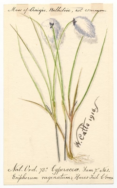 Hares-Tail C. Grass (Eriophorum vaginatum) - William Catto - ABDAG016167 by William Catto