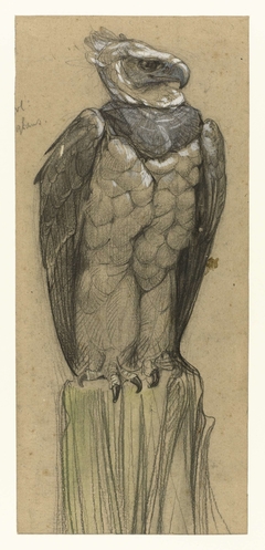 Harpij (thrasaëtus harpyja) by Bernard Willem Wierink