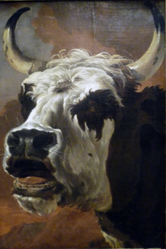 Head of an Ox by Jan Asselijn