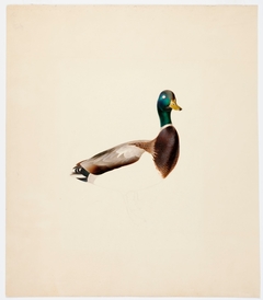 Mallard ; unfinished by Magnus von Wright