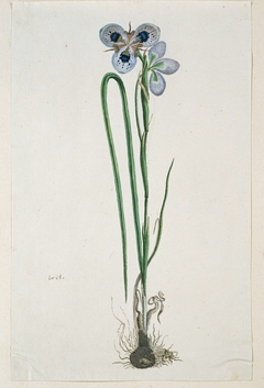 Moraea aristata; met knol by Robert Jacob Gordon