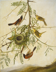 Orchard Oriole by Joseph Bartholomew Kidd