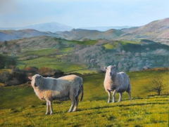 Sheep at Rhug by Harry Robertson